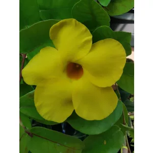 Dipladenia Yellow - Tölcsérjázmin