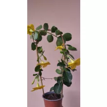 Dipladenia Yellow - Tölcsérjázmin