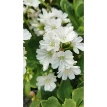 Lewisia cotyledon White - Változékony dohánygyökér