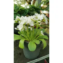 Lewisia cotyledon White - Változékony dohánygyökér