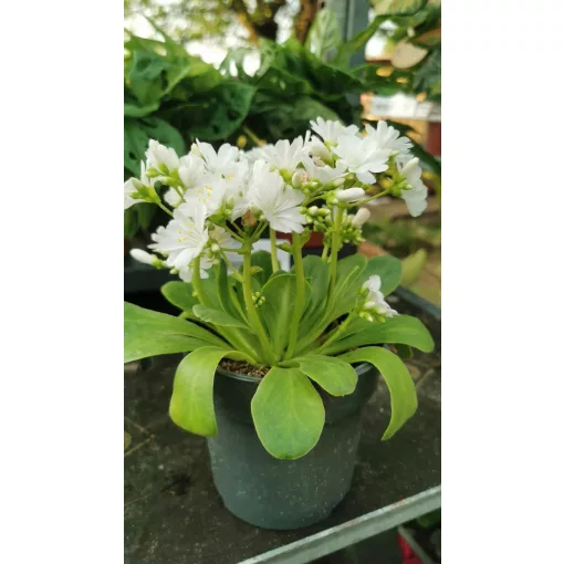 Lewisia cotyledon White - Változékony dohánygyökér