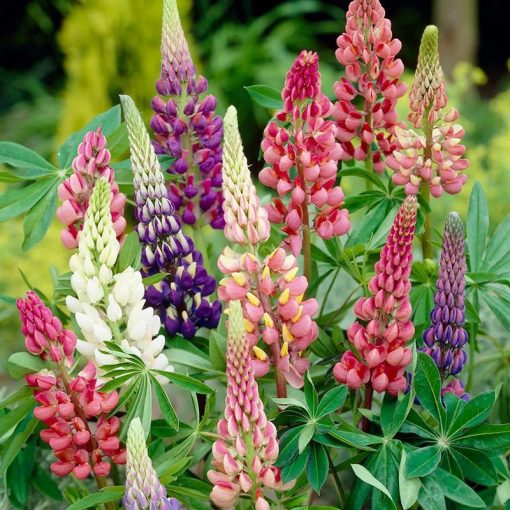 Lupinus Mix - Csillagfürt (meglepetés szín)
