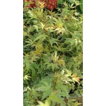 Acer palmatum Butterfly (p10) - Japán juhar