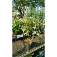 Acer palmatum Butterfly (p10) - Japán juhar