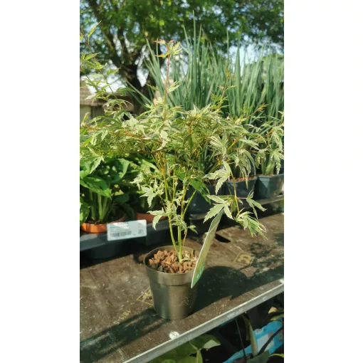 Acer palmatum Butterfly (p10) - Japán juhar