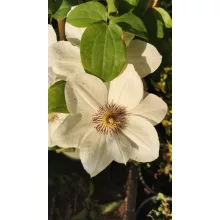 Clematis Ninon