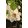 Clematis Ninon