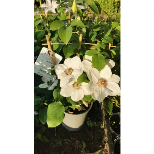 Clematis Ninon