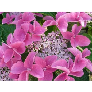 Hydrangea macrophylla Nizza Pink - Kerti hortenzia