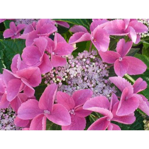 Hydrangea macrophylla Nizza Pink - Kerti hortenzia