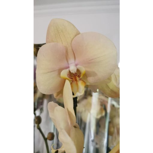 Phalaenopsis Golden River