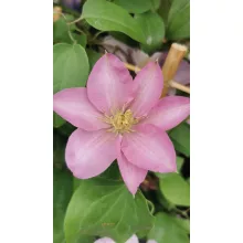Clematis Pompeii
