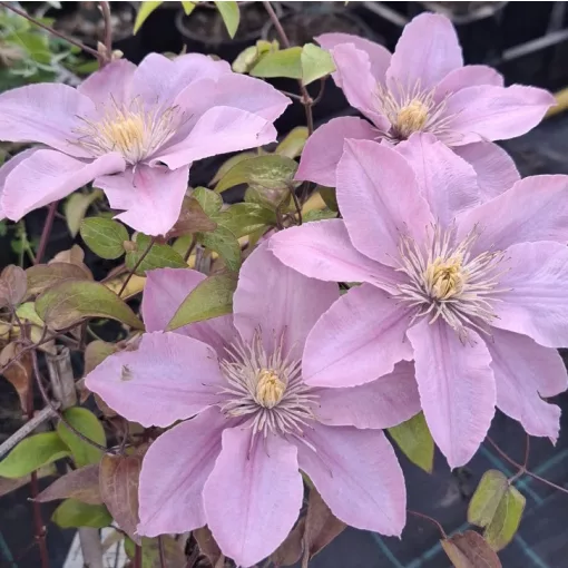 Clematis Pompeii