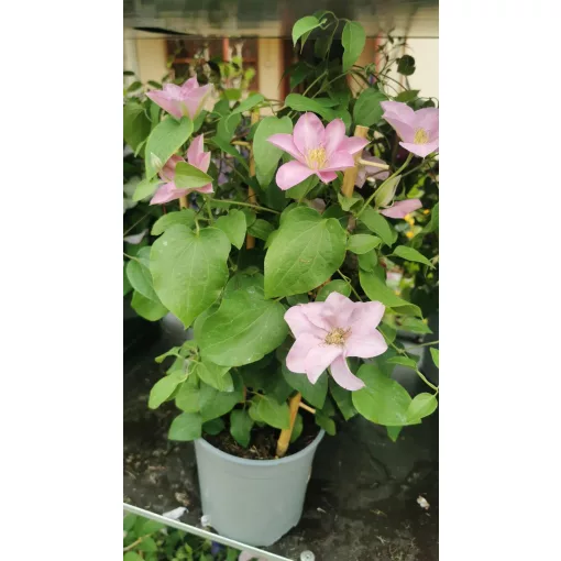 Clematis Pompeii