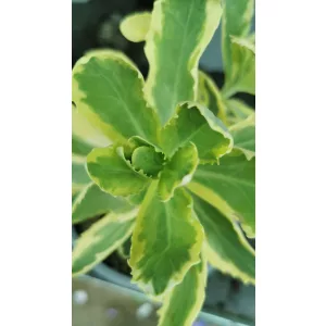   Sedum spectabile Variegata - Pompás varjúháj (tarka levelű)