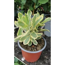Sedum spectabile Variegata - Pompás varjúháj (tarka levelű)