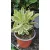   Sedum spectabile Variegata - Pompás varjúháj (tarka levelű)