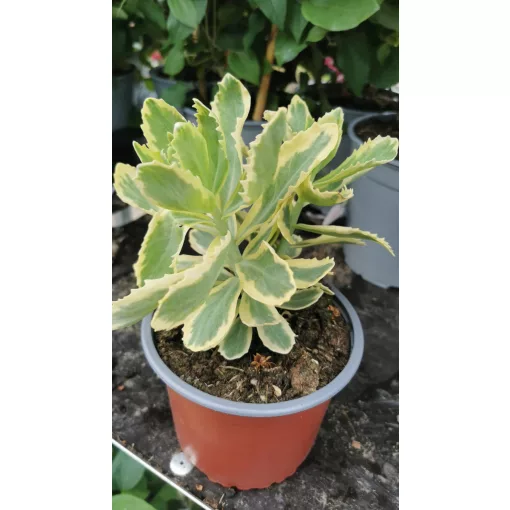 Sedum spectabile Variegata - Pompás varjúháj (tarka levelű)