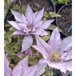 Clematis Samaratian Jo