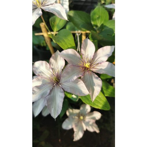 Clematis Samaratian Jo