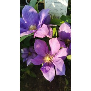 Clematis Olympia