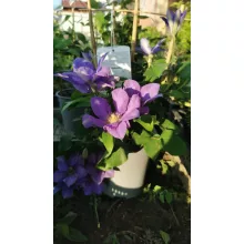 Clematis Olympia