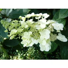 Hydrangea paniculata Unique - Bugás hortenzia