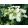 Hydrangea paniculata Unique - Bugás hortenzia