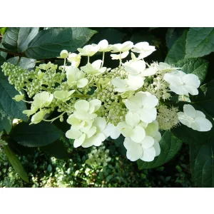 Hydrangea paniculata Unique - Bugás hortenzia