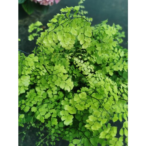 Adiantum raddianum Fritz Lüthi