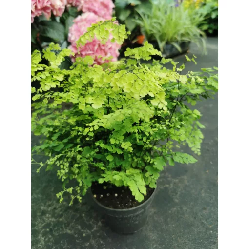 Adiantum raddianum Fritz Lüthi