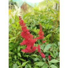 Astilbe arendsii Fanal - Tollbuga