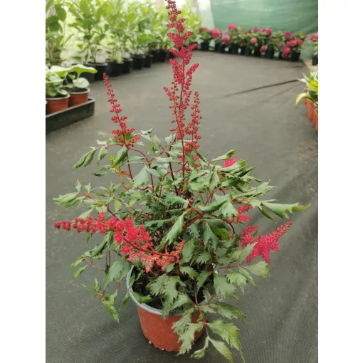 Astilbe arendsii Fanal - Tollbuga
