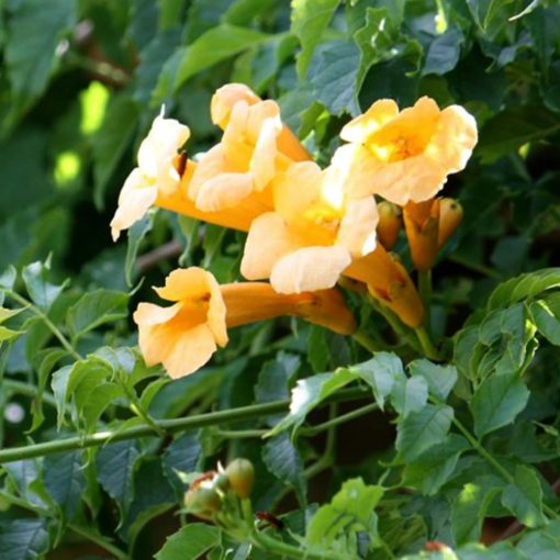 Campsis radicans Flava - Trombitafolyondár