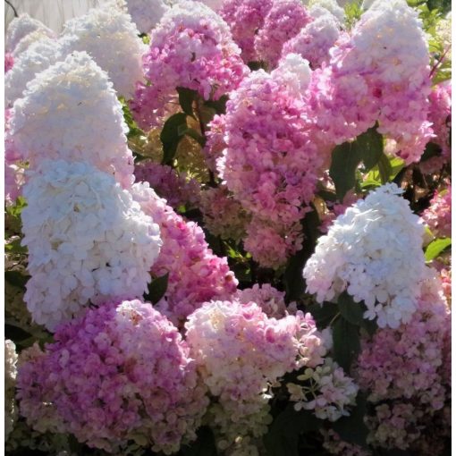 Hydrangea paniculata Pink Lady - Bugás hortenzia