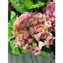 Hydrangea macrophylla Pink Sensation - Kerti hortenzia