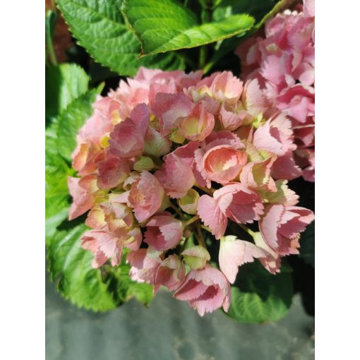 Hydrangea macrophylla Pink Sensation - Kerti hortenzia