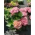 Hydrangea macrophylla Pink Sensation - Kerti hortenzia
