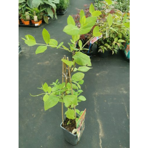 Lonicera hechrotii American Beauty - Japán lonc