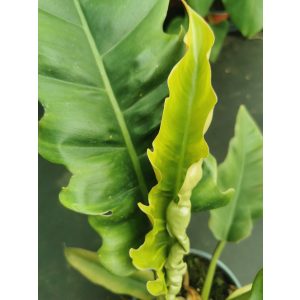 Philodendron Narrow Escape - Filodendron