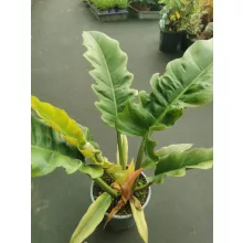 Philodendron Narrow Escape - Filodendron
