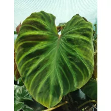 Philodendron verrucosum Incensi - Filodendron