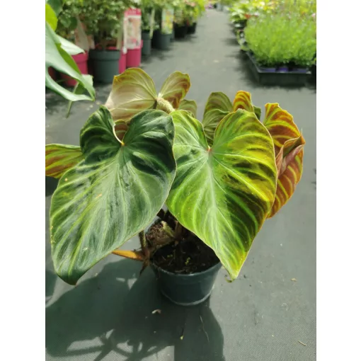 Philodendron verrucosum Incensi - Filodendron