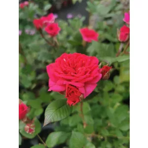 Rosa Fuchsia - Rózsa (törzses-illatos)