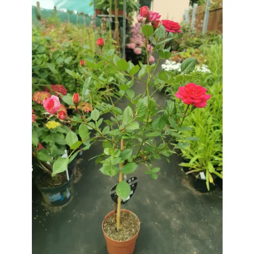 Rosa Fuchsia - Rózsa (törzses-illatos)