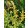 Agastache Kudos Yellow - Kolibrimenta