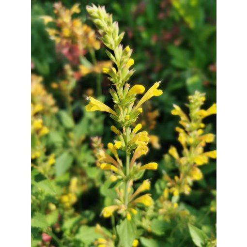 Agastache Kudos Yellow - Kolibrimenta