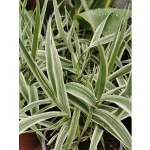 Arundo donax Ely - Tarka levelű olasznád