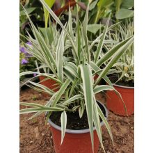 Arundo donax Ely - Tarka levelű olasznád