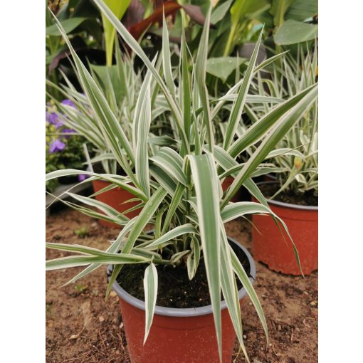 Arundo donax Ely - Tarka levelű olasznád